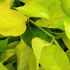 Pothos Houseplants - Image 4