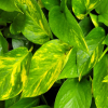 Pothos Houseplants - Image 2