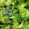 Pothos Houseplants - Image 3