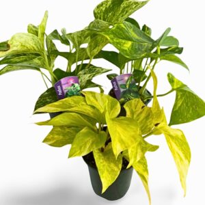 Pothos Houseplants