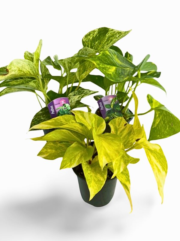 Pothos Houseplants