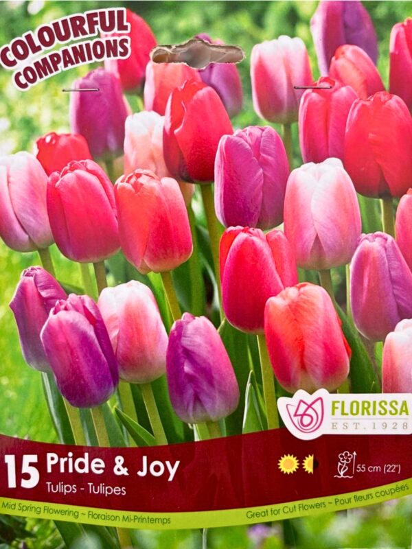 Florissa Tulip Bulbs (Fall Planting) - Image 23