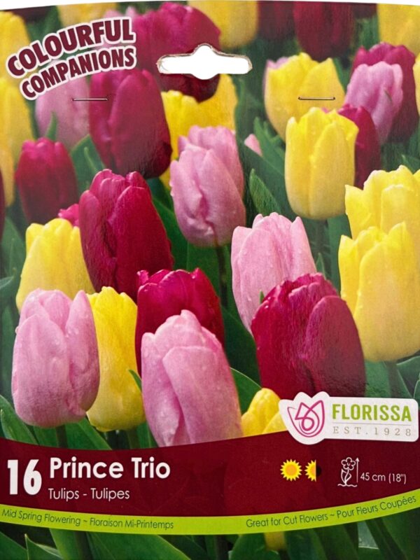 Florissa Tulip Bulbs (Fall Planting) - Image 24