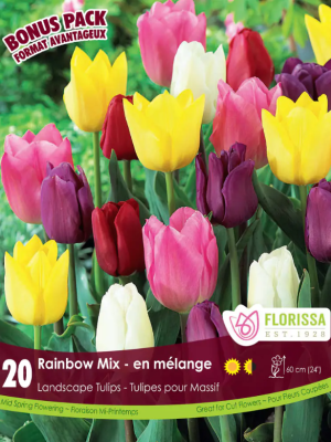 Florissa Tulip Bulbs Rainbow Mix