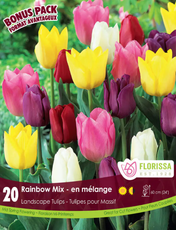 Florissa Tulip Bulbs (Fall Planting) - Image 25