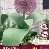 Florissa Allium Bulbs (Fall Planting) - Image 9