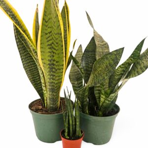 Sansevieria (Snake Plant) Houseplants