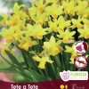 Florissa Narcissus Bulbs (Fall Planting) - Image 10