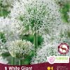 Florissa Allium Bulbs (Fall Planting) - Image 10