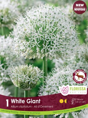 Florissa Allium Bulbs White Giant