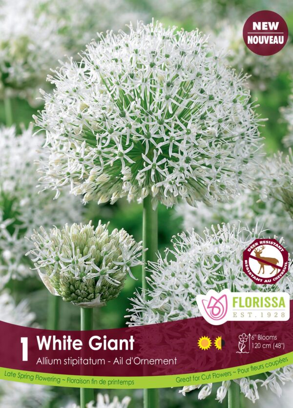 Florissa Allium Bulbs (Fall Planting) - Image 10