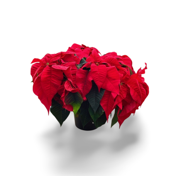 Poinsettias (Natural) - Image 8