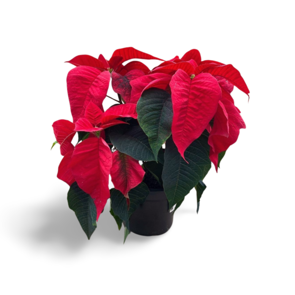 Poinsettias (Natural) - Image 7