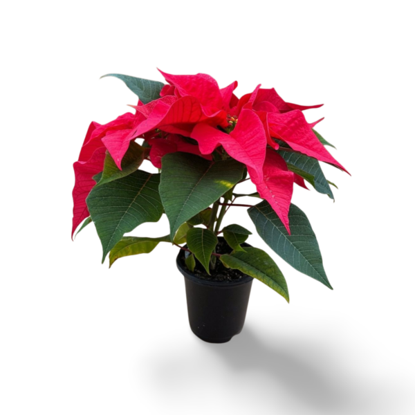 Poinsettias (Natural) - Image 6