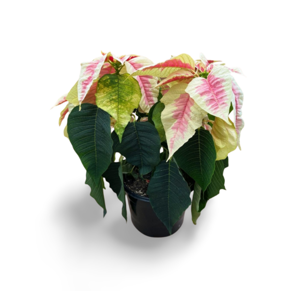 Poinsettias (Natural) - Image 5