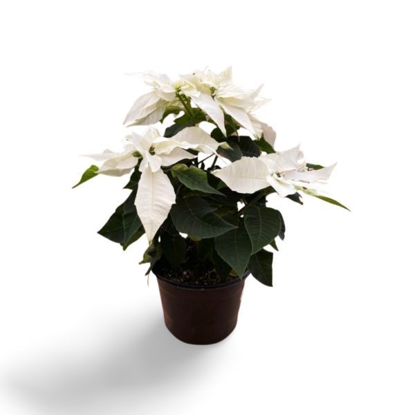 Poinsettias (Natural) - Image 3