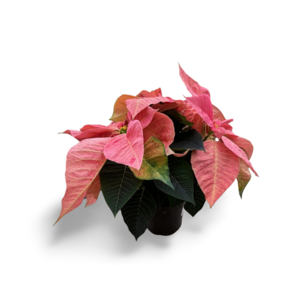 Poinsettias (Natural) - Image 9