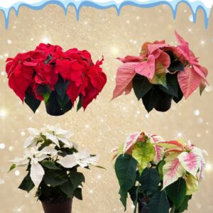 Poinsettias (Natural)