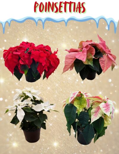 Poinsettias (Natural)