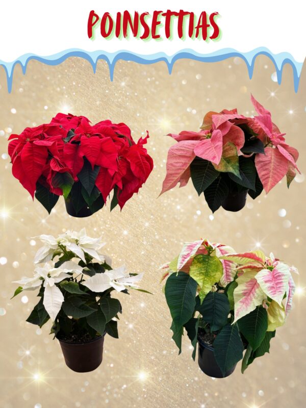 Poinsettias (Natural)