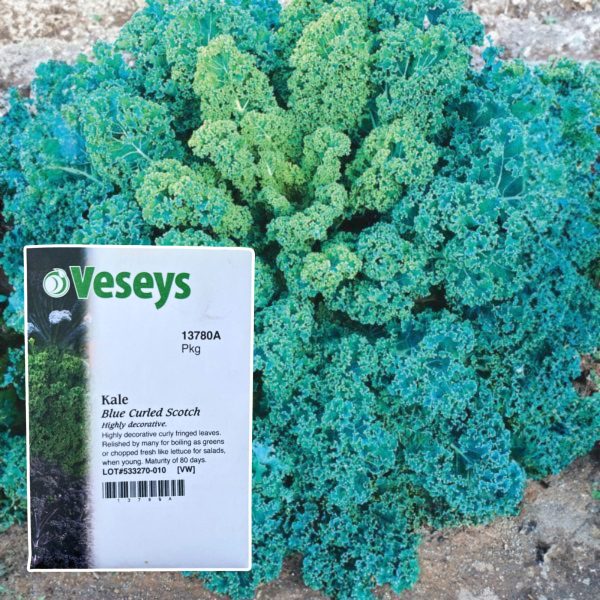 Veseys Seeds - Image 8