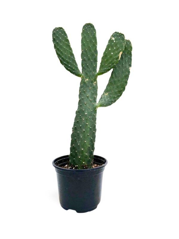 Cactus Houseplants (Cacti) - Image 9