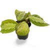 Maranta Houseplants - Image 3