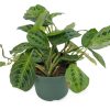 Maranta Houseplants - Image 2