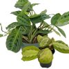 Maranta Houseplants