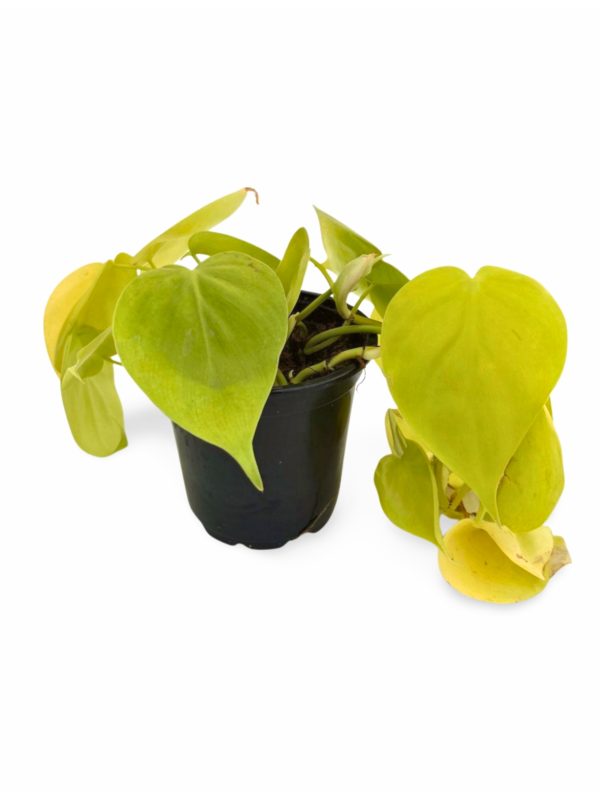 Philodendron Houseplants - Image 11