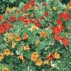 Alaska Mix Nasturtium
