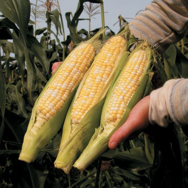 Allure Bi-Colour Corn