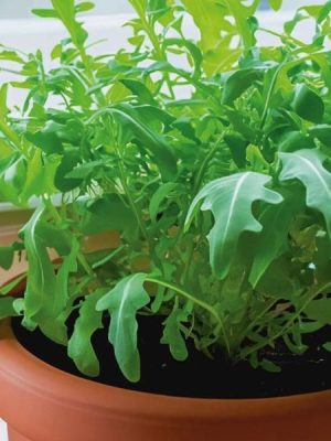 Astro Arugula Greens