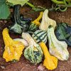 Autumn Wings Gourds