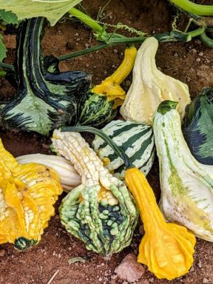 Autumn Wings Gourds