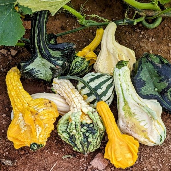 Autumn Wings Gourds