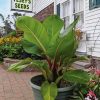 Banana (Large Seeded)