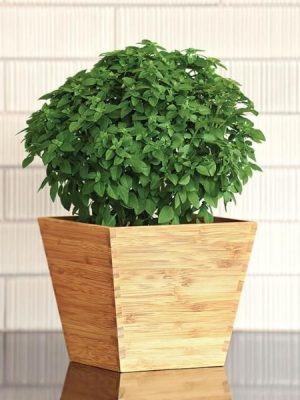 Bonsai Basil