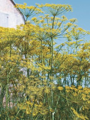 Bouquet Dill