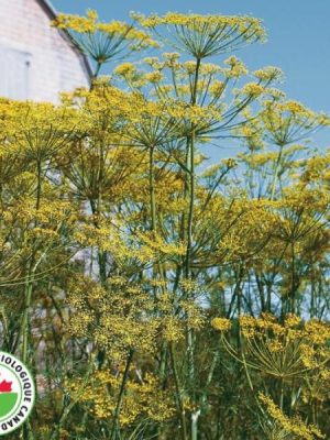 Bouquet Dill Organic