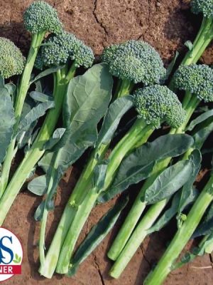 Artwork Broccolini Seeds