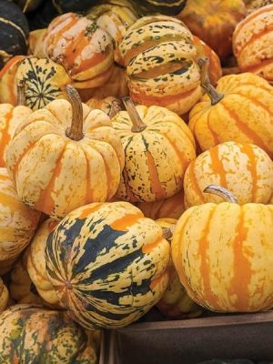 Celebration Winter Squash