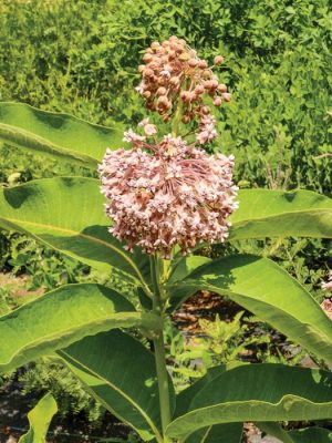 Common Milkweed