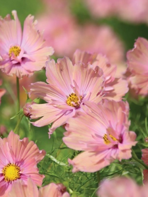 Cosmos Apricotta