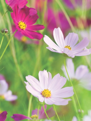 Cosmos Sensation Giant