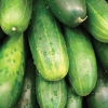 Cucumber Marketmore 76 Seeds
