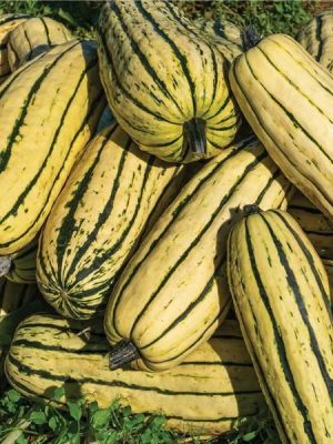 Delicata Squash