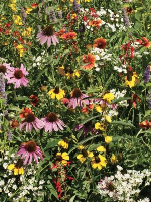 Downeast Mixture Wildflowers