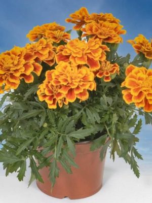 Durango Bee Marigold