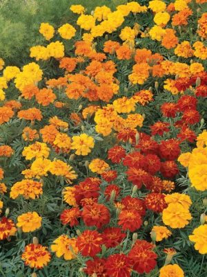 Durango Mix Marigold